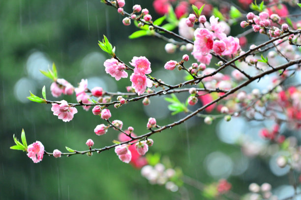 雨后桃花