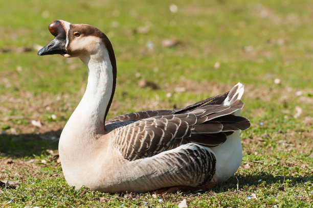 goose