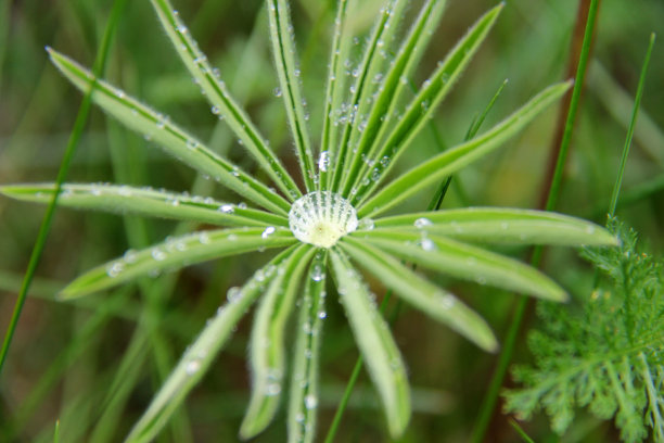 蜜蜂与白车轴草