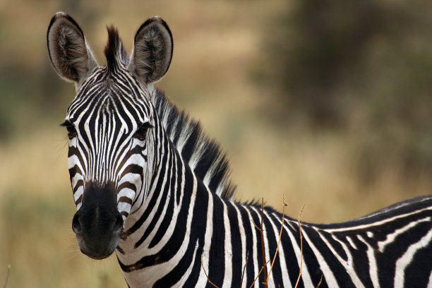 zebra