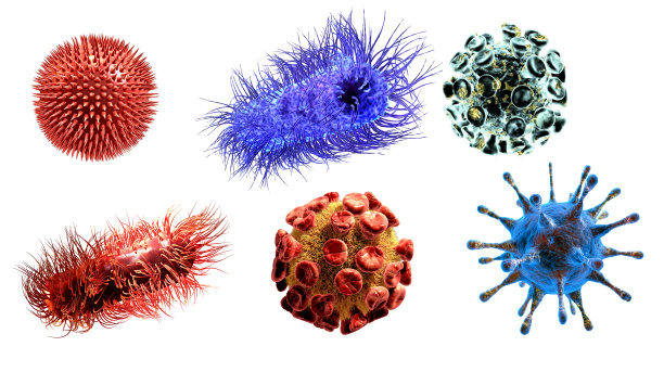 bacteria