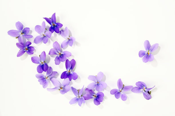 蓝紫色花