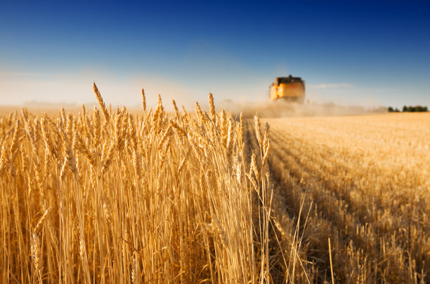 harvest