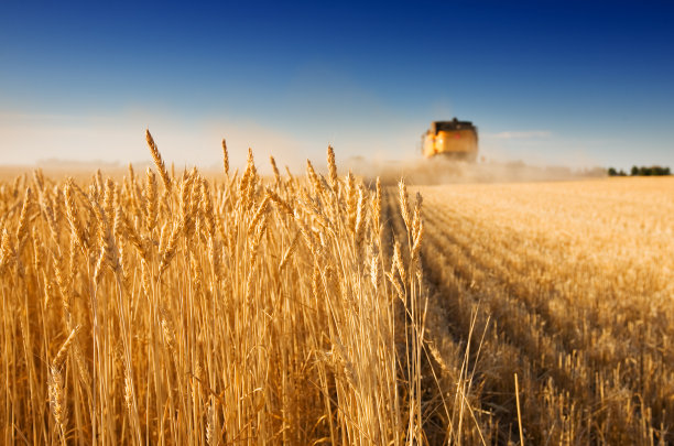 农作物小麦