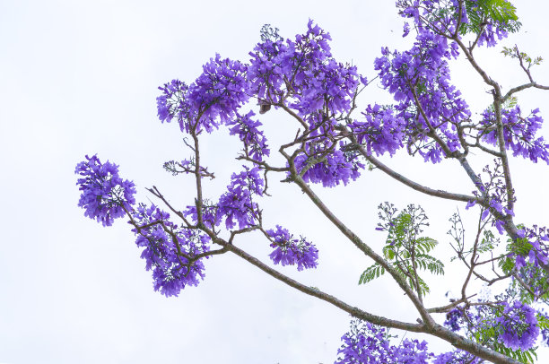 jacaranda