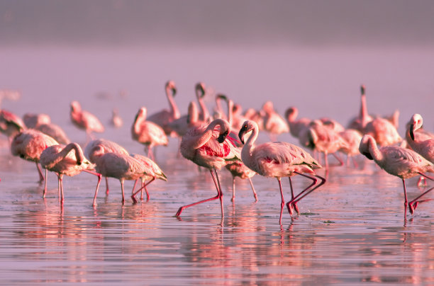 flamingo