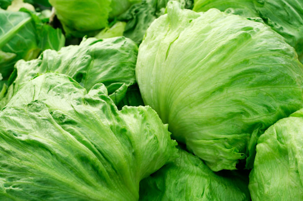 lactuca