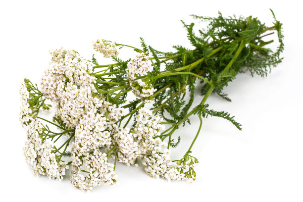 achillea