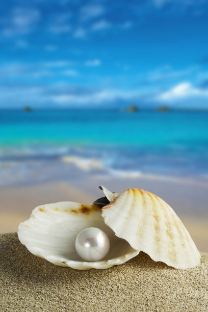 shells