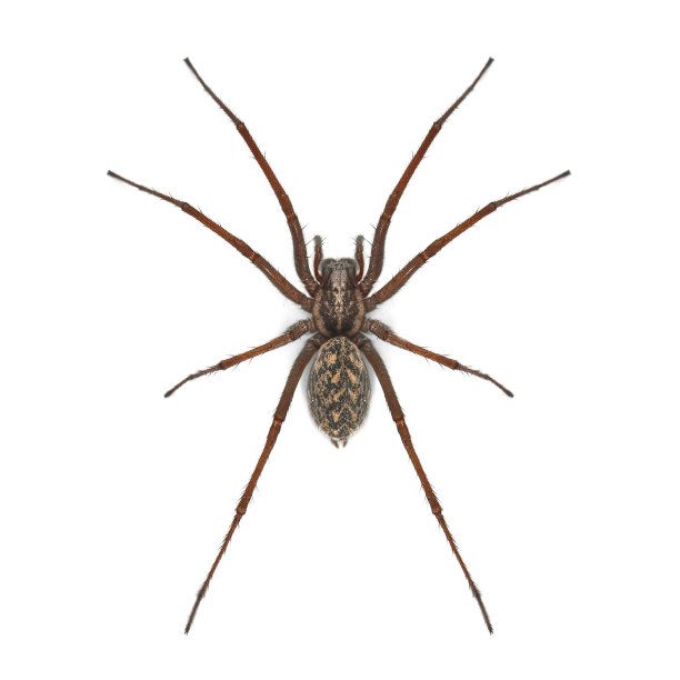 spider
