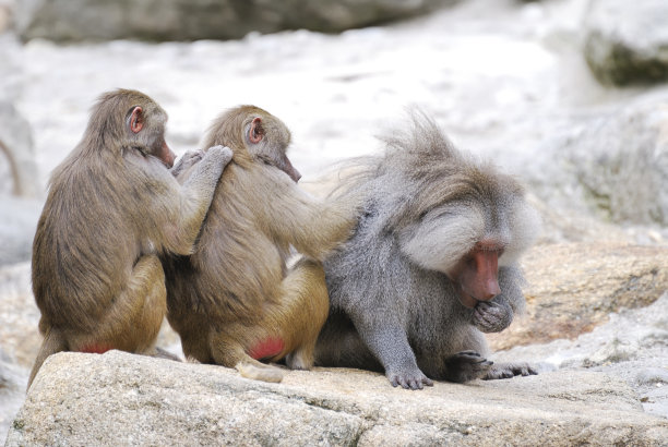 三个猴子