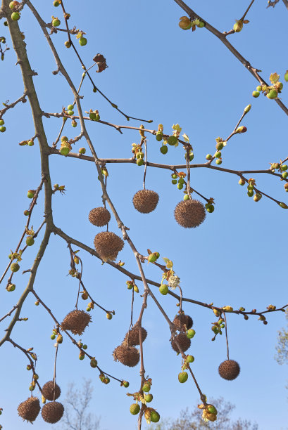 桐花