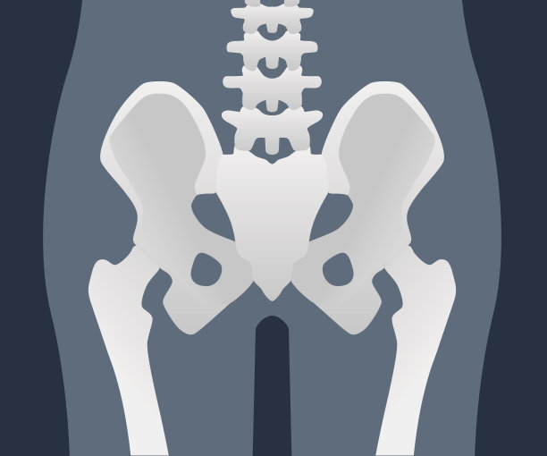 pelvis