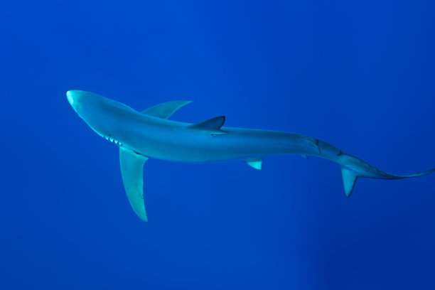蓝鲨