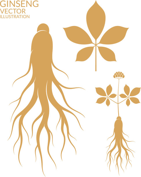 人参中药材插画