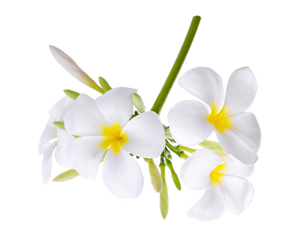 frangipani