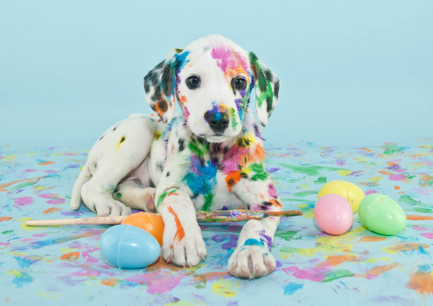 dalmatian