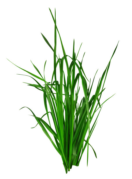 grass