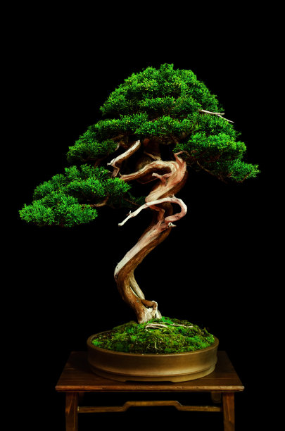 bonsai