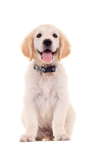 doggy