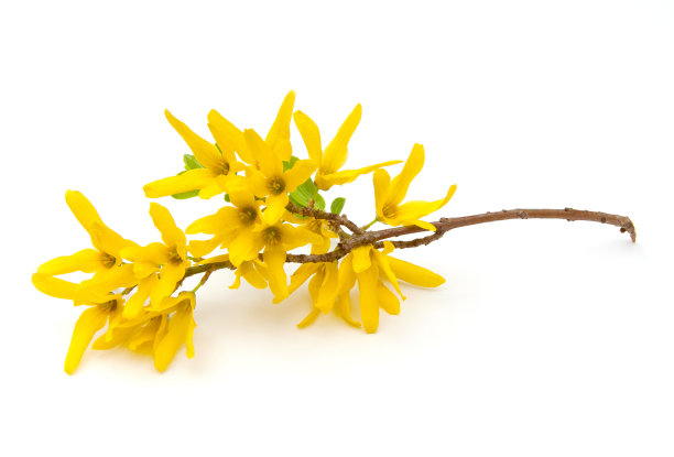 forsythia