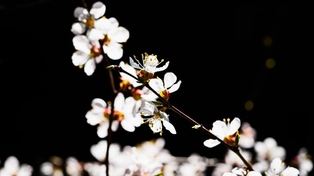 黑色背景梅花