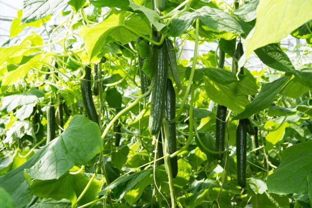 cucumber
