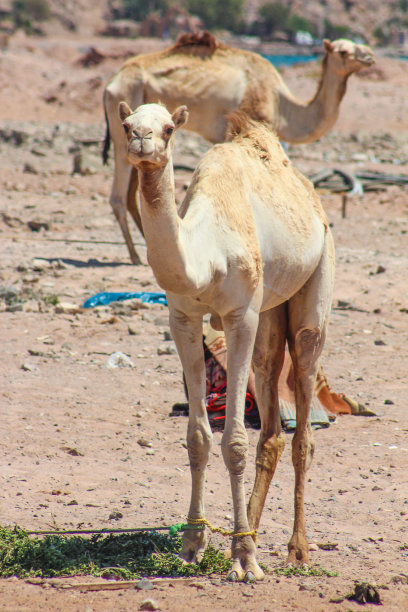 高大的骆驼