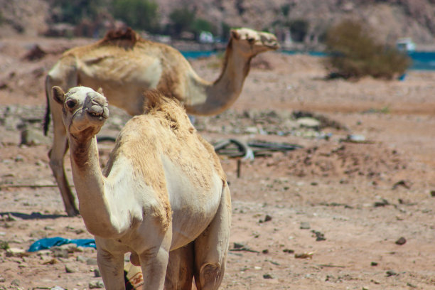 高大的骆驼