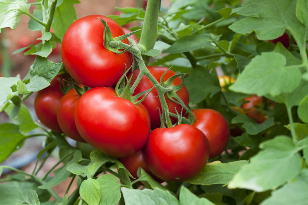 tomato