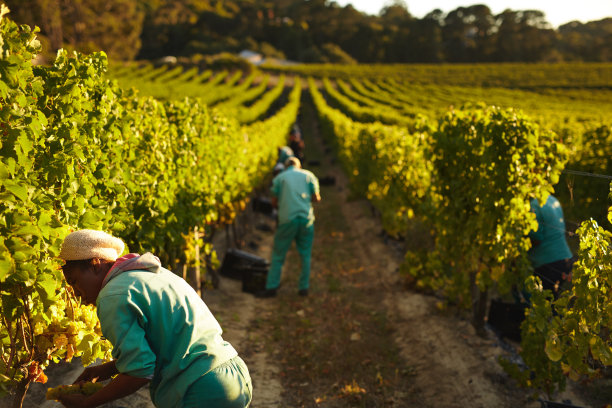 vineyard