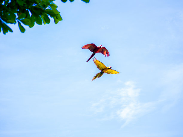 macaws
