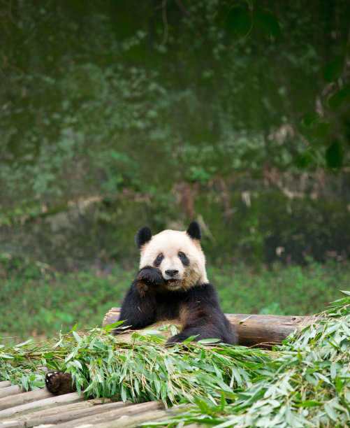 垂直画幅,大熊猫,食草动物