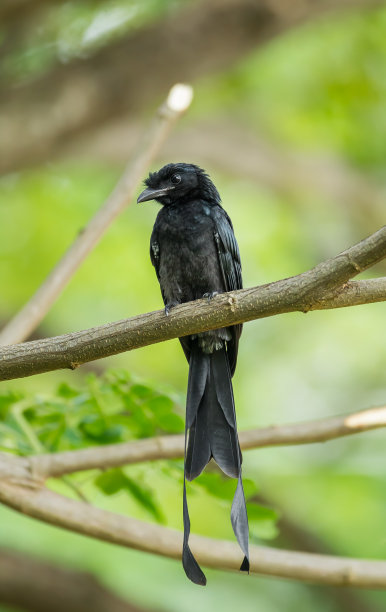 drongo