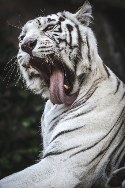 furious