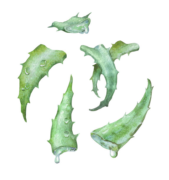 aloe