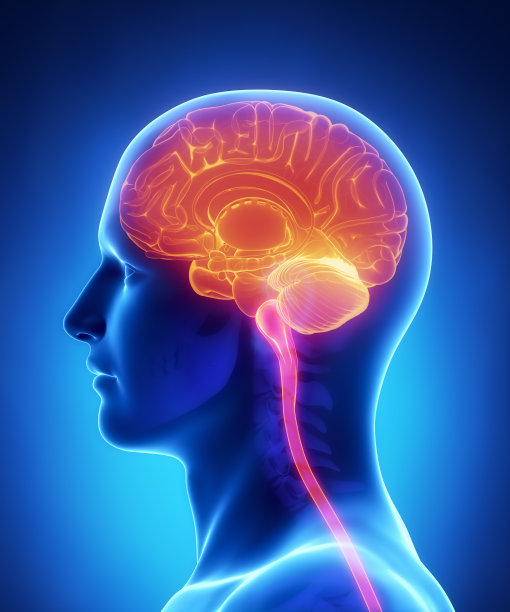 medulla
