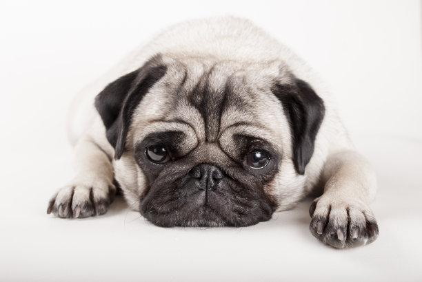 pug