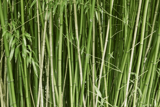 景观竹子