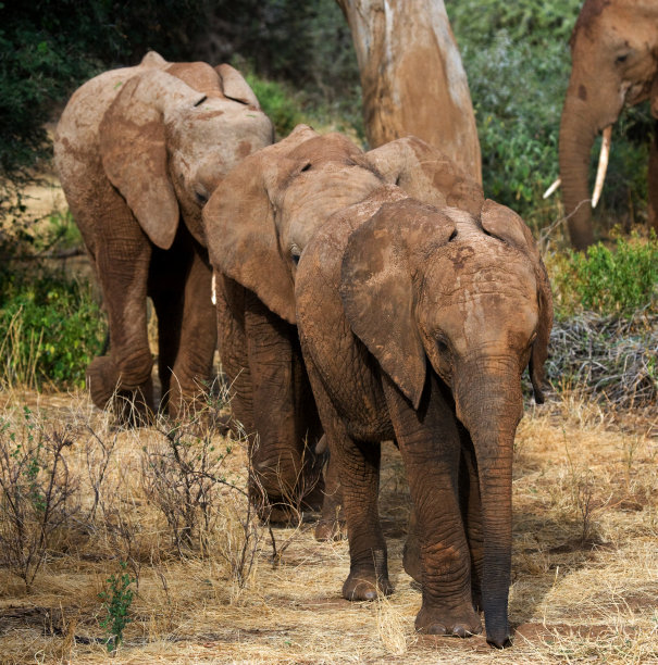 serengeti