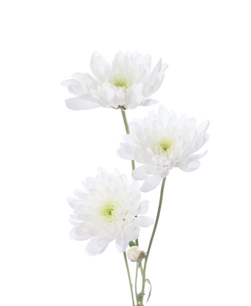 白色菊