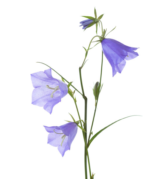 hyacinthoides