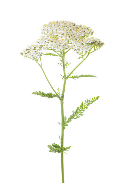 achillea