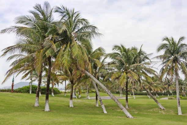 海南棕榈树