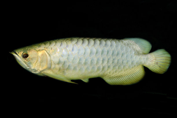 arowana