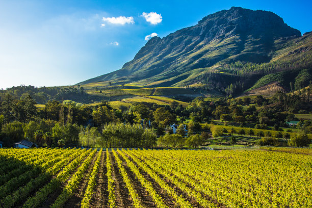 vineyard