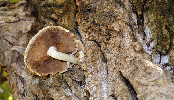 cortinarius