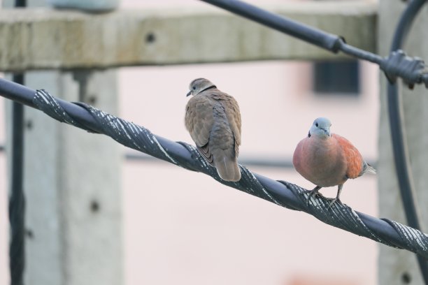 dove