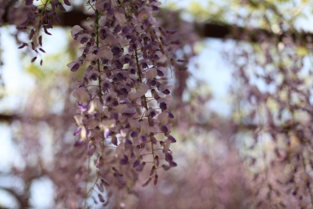 紫藤花穗