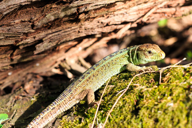 phelsuma
